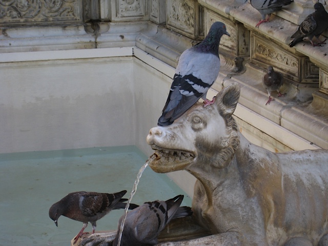 Fountain on the Piazza del Campo, Siena